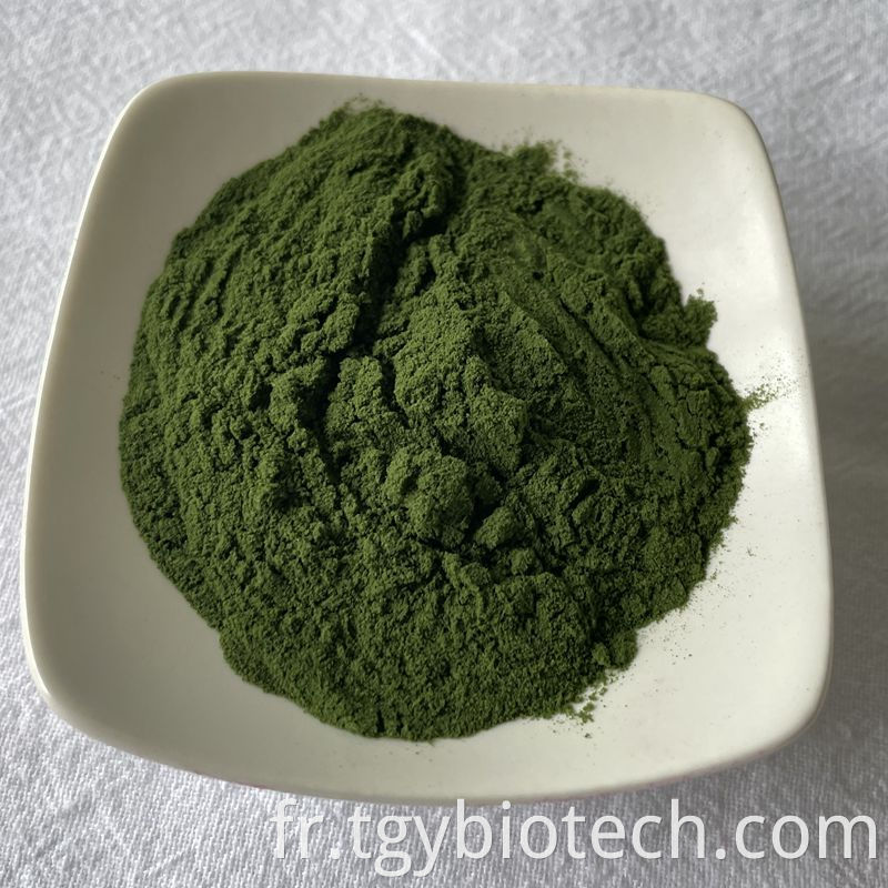 Nannochloropsis Salina Powder